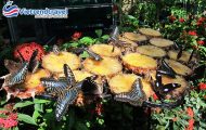 butterfly-garden-thai-lan-vietrend-travel